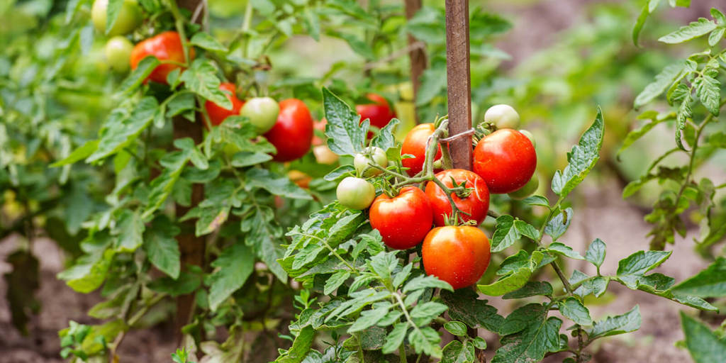 Start a Vegetable Garden on a Budget