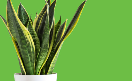 Image containing a potted plant